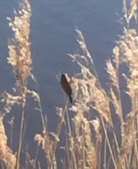 Acrocephalus schoenobaenus