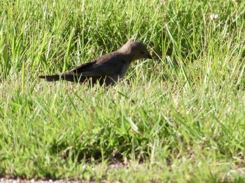 Brown-headed Cowbird