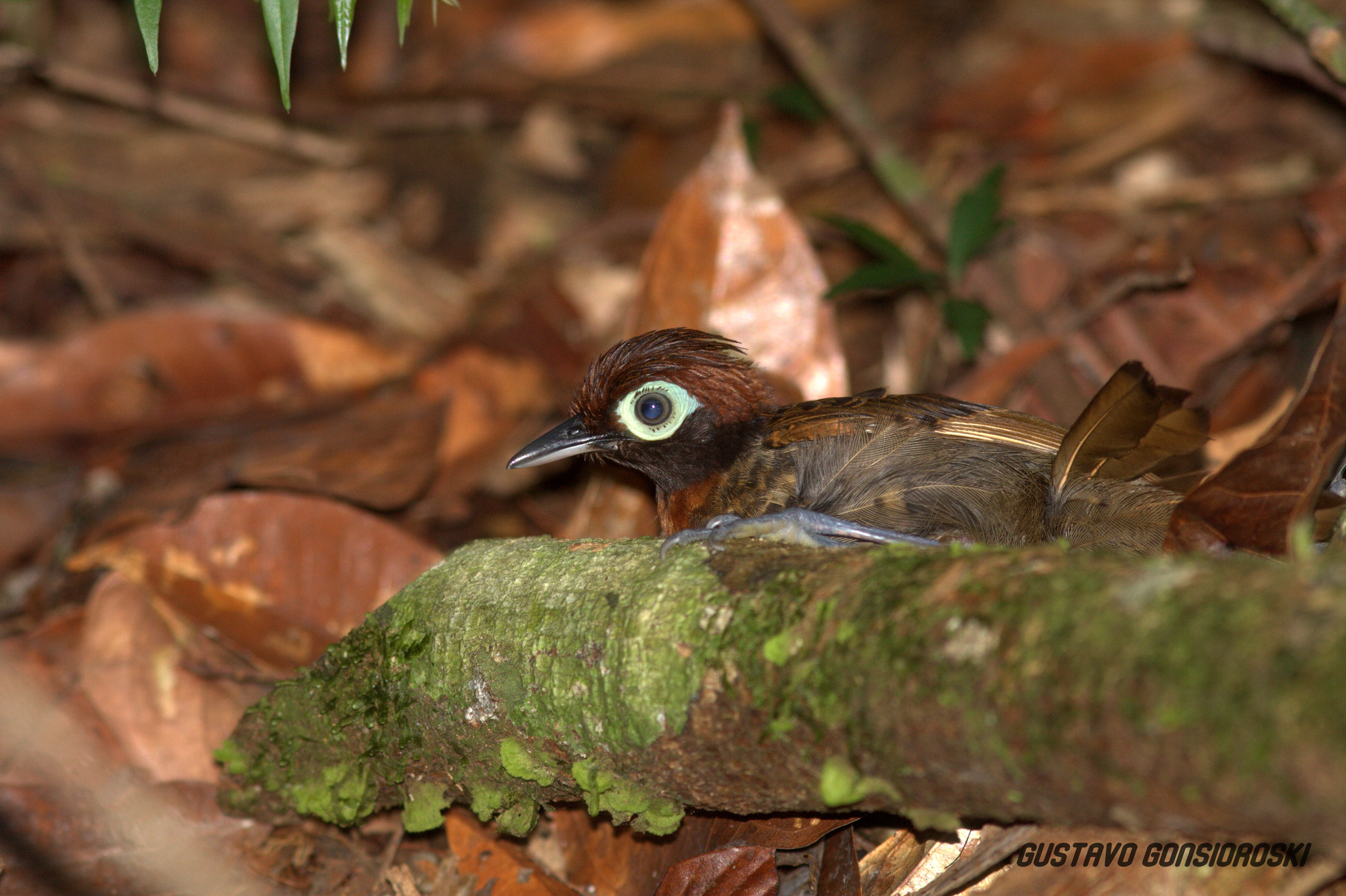 Harlequin Antbird illustration