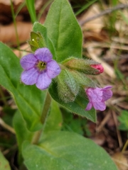 Pulmonaria officinalis