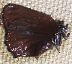 Callophrys dumetorum