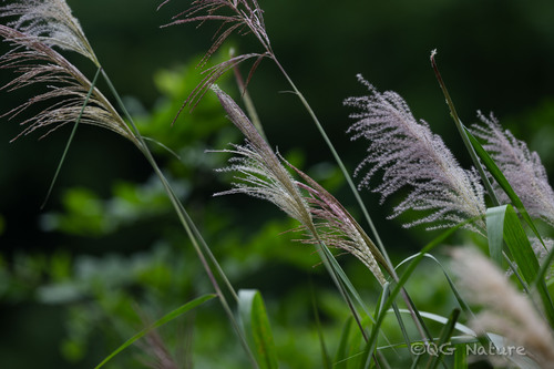 Miscanthus floridulus, photograph 3