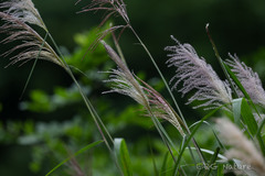 (c) Wang.QG, some rights reserved (CC BY) Miscanthus floridulus, photograph (c) Wang.QG, some rights reserved (CC BY)