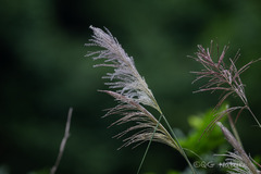(c) Wang.QG, some rights reserved (CC BY) Miscanthus floridulus, photograph (c) Wang.QG, some rights reserved (CC BY)