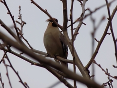 Bombycilla garrulus