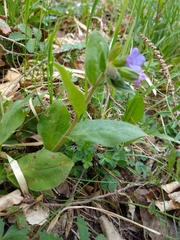Pulmonaria officinalis