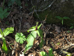 Trillium viridescens