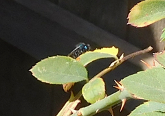Osmia ribifloris ribifloris