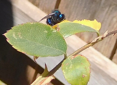 Osmia ribifloris ribifloris