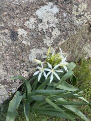 Pancratium illyricum