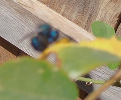 Osmia ribifloris ribifloris