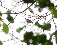 Patagioenas speciosa
