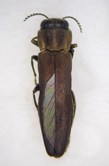 Agrilus angustulus