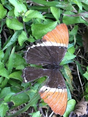 Siproeta epaphus epaphus