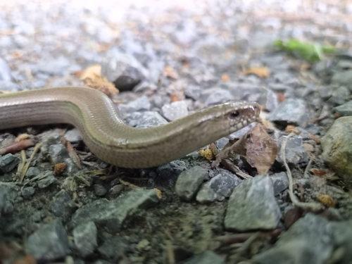 Common Slowworm