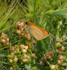 Thymelicus sylvestris