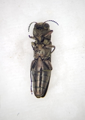 Agrilus angustulus