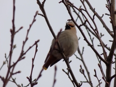 Bombycilla garrulus
