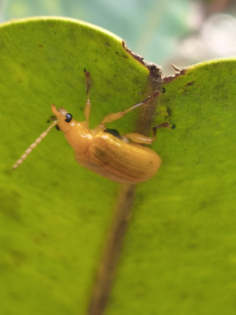 Baliosus pectoralis (Baliosus pectoralis)