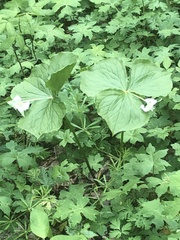 Trillium flexipes