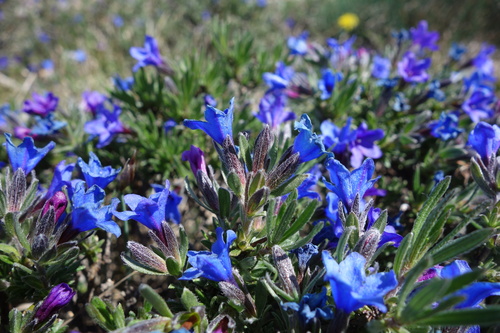 Lithodora fruticosa, photograph 6