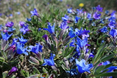 Lithodora fruticosa, photograph (c) Clément Maouche, some rights reserved (CC BY)