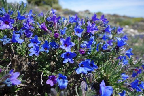 Lithodora fruticosa, photograph 5
