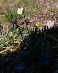 Viola arvensis