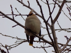 Bombycilla garrulus