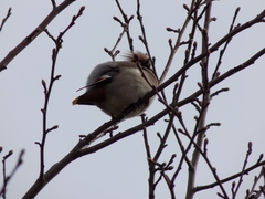 Bombycilla garrulus