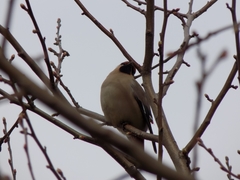 Bombycilla garrulus