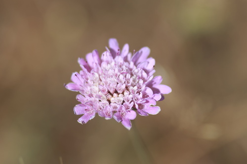 Sweet scabious