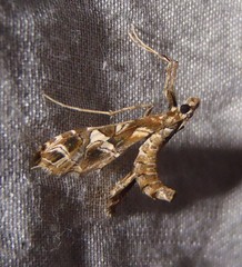 Lineodes