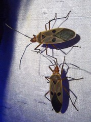 Dysdercus chiriquinus