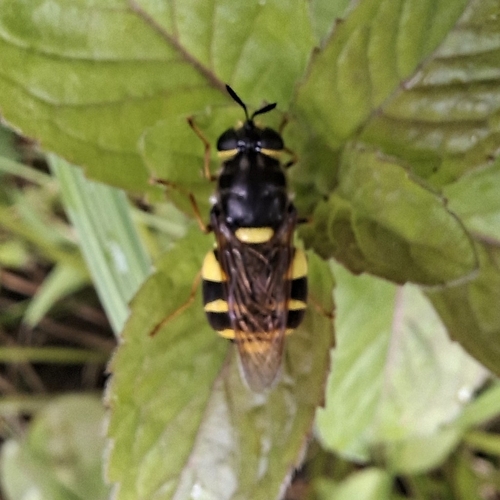 Banded General