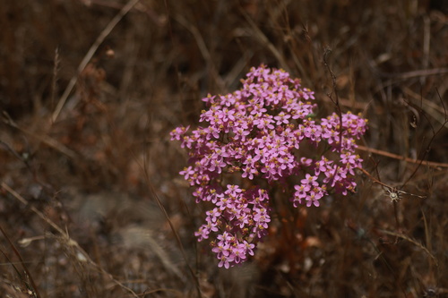 Common centaury