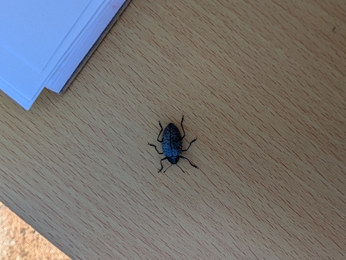 Blue Fungus Beetle