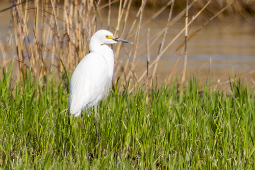 iNaturalist image