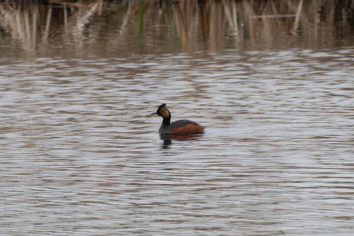 iNaturalist image
