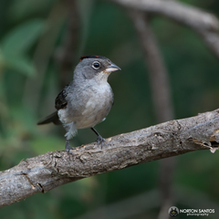 Coryphospingus pileatus