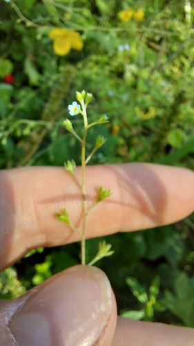 Trigonotis peduncularis, photograph 5