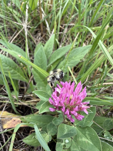 Shrill Carder-Bumble bee