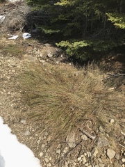 Genista tinctoria