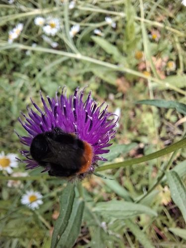 Red-tailed Bumble Bee