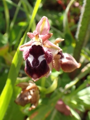 Ophrys reinholdii