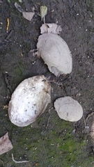 Sinanodonta woodiana