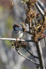 Passer domesticus × italiae
