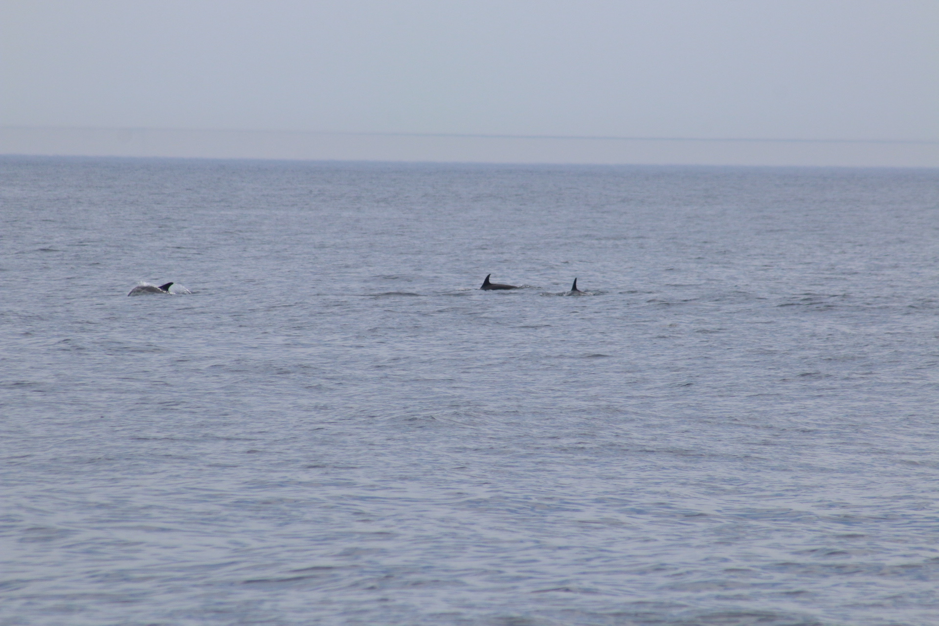 Lagenorhynchus acutus