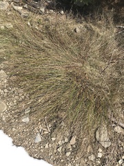 Genista tinctoria