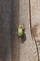 Pachyrhinus lethierryi